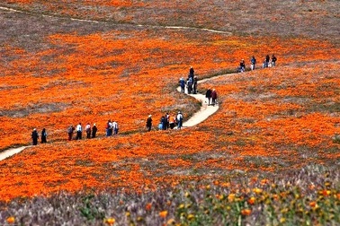 Rực rỡ sắc màu thung lũng hoa Anh túc
